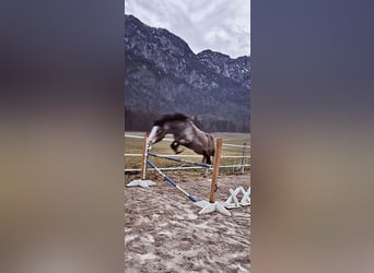 Connemara, Mare, 9 years, 13,1 hh, Buckskin