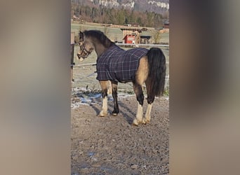 Connemara, Mare, 9 years, 13,1 hh, Buckskin