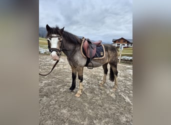 Connemara, Mare, 9 years, 13,1 hh, Buckskin