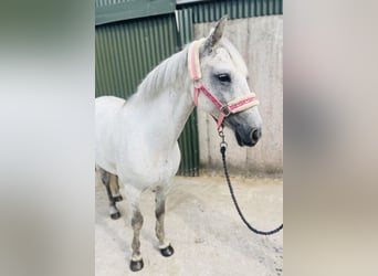 Connemara, Mare, 9 years, 13.2 hh, Grey