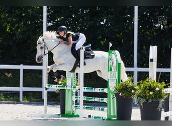 Connemara, Mare, 9 years, 14.1 hh, White Connemara, Mare, 9 years, 14.1 hh, White