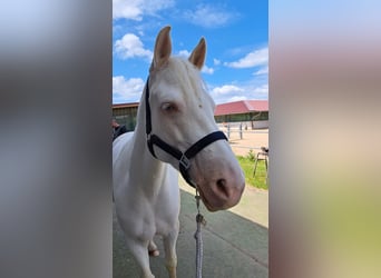 Connemara, Mare, 9 years, 14,2 hh