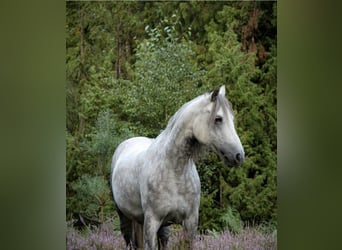 Connemara, Mare, 9 years, 14.2 hh, Gray