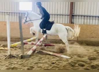 Connemara, Mare, 9 years, 14 hh, Gray