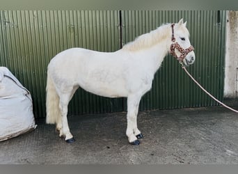 Connemara, Mare, 9 years, 14,2 hh, Grey