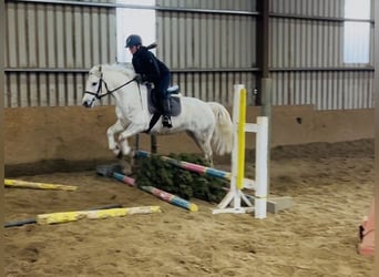 Connemara, Mare, 9 years, 14,2 hh, Grey