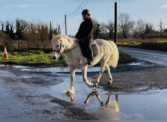 Connemara, Mare, 9 years, 14,2 hh, Grey