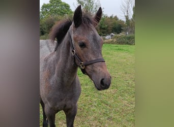 Connemara, Stute, Fohlen (06/2024), 14,2 hh, Roan-Bay