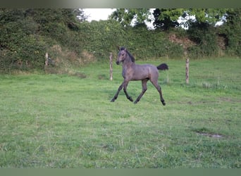 Connemara, Mare, Foal (06/2024), 14,2 hh, Roan-Bay