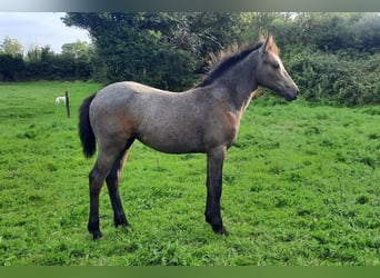 Connemara, Stute, Fohlen (06/2024), 14,2 hh, Roan-Bay