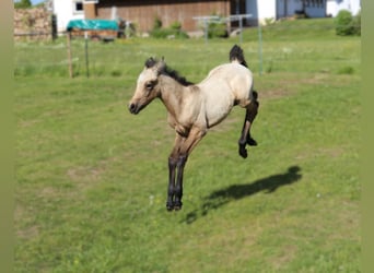 Connemara, Mare, , 14,1 hh, Brown Falb mold