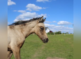 Connemara, Mare, , 14,1 hh, Brown Falb mold