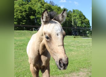 Connemara, Mare, , 14,1 hh, Brown Falb mold