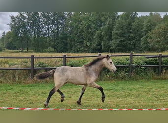 Connemara, Mare, Foal (05/2026), Buckskin