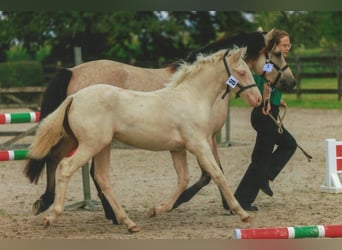 Connemara, Mare, Foal (04/2024), Cremello