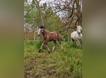 Connemara, Mare, Foal (06/2024), Gray