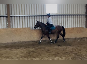 Connemara, Merrie, 10 Jaar, 143 cm, Roodbruin