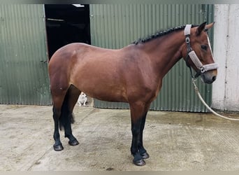 Connemara, Merrie, 10 Jaar, 143 cm, Roodbruin