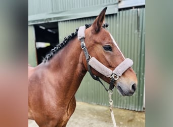 Connemara, Merrie, 10 Jaar, 143 cm, Roodbruin