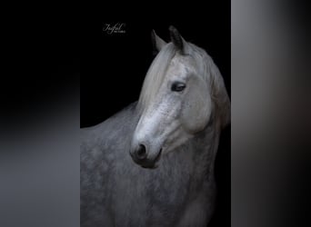 Connemara, Merrie, 10 Jaar, 147 cm, Schimmel