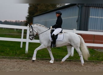 Connemara, Merrie, 10 Jaar, 148 cm, Schimmel