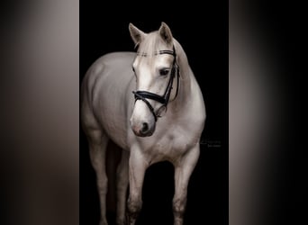 Connemara, Merrie, 10 Jaar, 152 cm, Schimmel