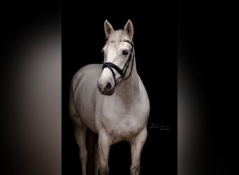 Connemara, Merrie, 10 Jaar, 152 cm, Schimmel