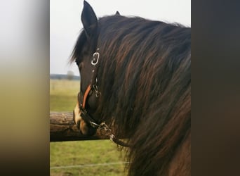 Connemara Mix, Merrie, 10 Jaar, 156 cm, Buckskin
