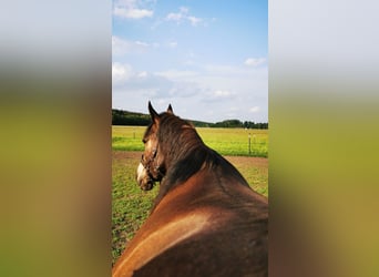 Connemara Mix, Merrie, 10 Jaar, 156 cm, Buckskin