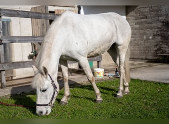 Connemara Mix, Merrie, 11 Jaar, 140 cm, Schimmel