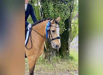 Connemara Mix, Merrie, 11 Jaar, 141 cm, Falbe
