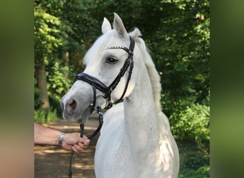 Connemara, Merrie, 11 Jaar, 145 cm, Schimmel