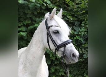 Connemara, Merrie, 11 Jaar, 145 cm, Schimmel