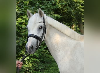 Connemara, Merrie, 11 Jaar, 145 cm, Schimmel