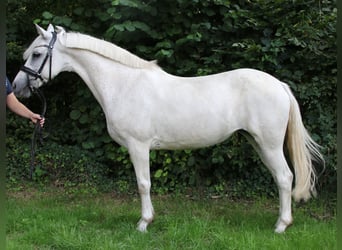 Connemara, Merrie, 11 Jaar, 145 cm, Schimmel
