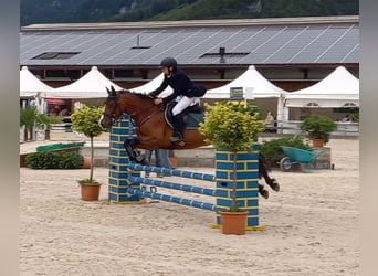 Connemara, Merrie, 11 Jaar, 146 cm