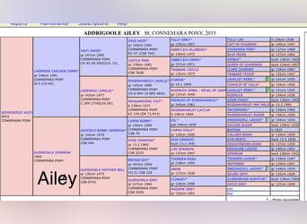 Connemara, Merrie, 11 Jaar, 147 cm, Appelschimmel