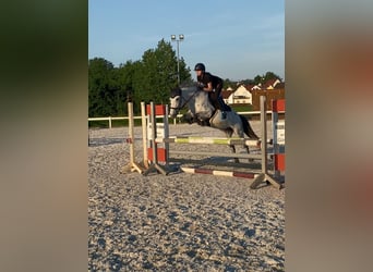 Connemara, Merrie, 11 Jaar, 147 cm, Appelschimmel