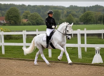 Connemara, Merrie, 11 Jaar, 148 cm, Schimmel