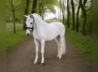 Connemara, Merrie, 11 Jaar, 148 cm, Schimmel