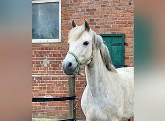 Connemara, Merrie, 11 Jaar, 148 cm, Schimmel