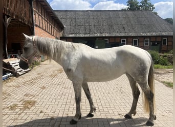 Connemara, Merrie, 11 Jaar, 149 cm, Schimmel