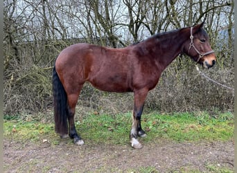 Connemara, Merrie, 11 Jaar, 155 cm, Bruin