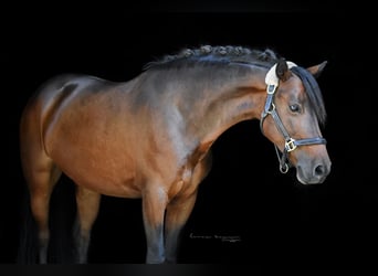 Connemara, Merrie, 12 Jaar, 145 cm, Bruin