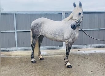 Connemara, Merrie, 12 Jaar, 147 cm, Schimmel