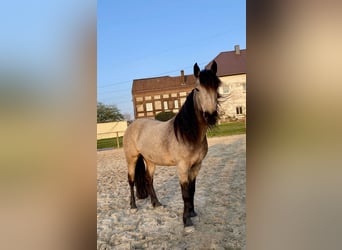 Connemara, Merrie, 13 Jaar, 143 cm, Falbe
