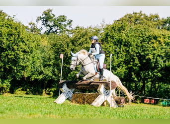 Connemara, Merrie, 13 Jaar, 144 cm, Schimmel