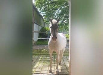 Connemara, Merrie, 13 Jaar, 144 cm, Schimmel