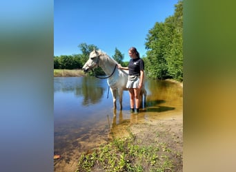 Connemara Mix, Merrie, 13 Jaar, 145 cm, Schimmel