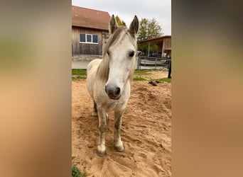 Connemara Mix, Merrie, 13 Jaar, 145 cm, Vliegenschimmel